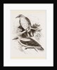 Golden Orioles by Anonymous