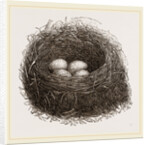 Nest of Blackbird by Anonymous