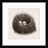 Nest of Blackbird by Anonymous
