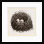 Nest of Blackbird by Anonymous