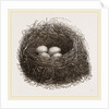 Nest of Blackbird by Anonymous