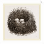 Nest of Blackbird by Anonymous