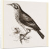 Ground scraping Thrush by Anonymous