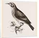 Ground scraping Thrush by Anonymous