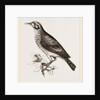 Ground scraping Thrush by Anonymous