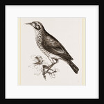 Ground scraping Thrush by Anonymous
