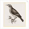 Ground scraping Thrush by Anonymous