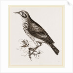 Ground scraping Thrush by Anonymous