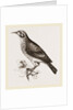 Ground scraping Thrush by Anonymous