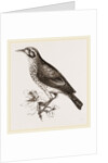 Ground scraping Thrush by Anonymous