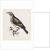 Ground scraping Thrush by Anonymous