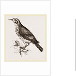 Ground scraping Thrush by Anonymous