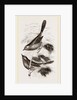 Dartford Warblers by Anonymous