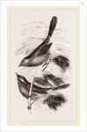 Dartford Warblers by Anonymous