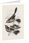Dartford Warblers by Anonymous
