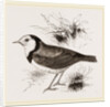 White fronted Ephthianura by Anonymous