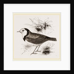 White fronted Ephthianura by Anonymous