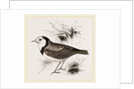 White fronted Ephthianura by Anonymous
