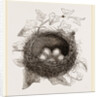 Nest of Song-Thrush by Anonymous