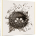 Nest of Song-Thrush by Anonymous
