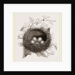 Nest of Song-Thrush by Anonymous