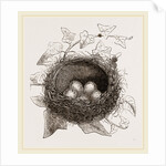 Nest of Song-Thrush by Anonymous