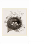 Nest of Song-Thrush by Anonymous