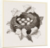 Nest of Golden-Crested Wren by Anonymous