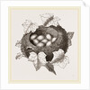 Nest of Golden-Crested Wren by Anonymous