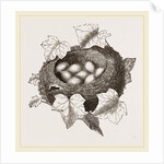 Nest of Golden-Crested Wren by Anonymous