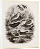 Group of British Birds by Anonymous