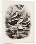 Group of British Birds by Anonymous