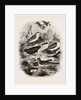 Group of British Birds by Anonymous