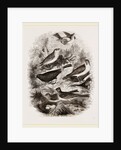 Group of British Birds by Anonymous