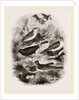 Group of British Birds by Anonymous