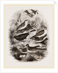 Group of British Birds by Anonymous