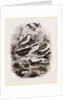 Group of British Birds by Anonymous