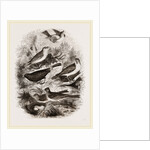 Group of British Birds by Anonymous
