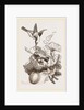 Female Tailor-Bird and Nest by Anonymous