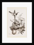Female Tailor-Bird and Nest by Anonymous