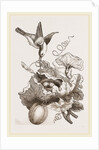 Female Tailor-Bird and Nest by Anonymous