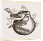 Nest of Pine-pine by Anonymous