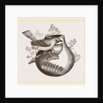 Nest of Pine-pine by Anonymous