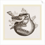 Nest of Pine-pine by Anonymous