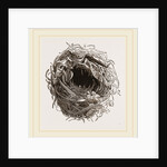 Nest of Yellow Wren by Anonymous