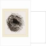 Nest of Yellow Wren by Anonymous