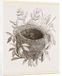 Nest of Sedge-Warbler by Anonymous
