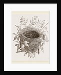 Nest of Sedge-Warbler by Anonymous