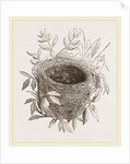 Nest of Sedge-Warbler by Anonymous