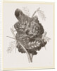 Nest of Pine-pine by Anonymous